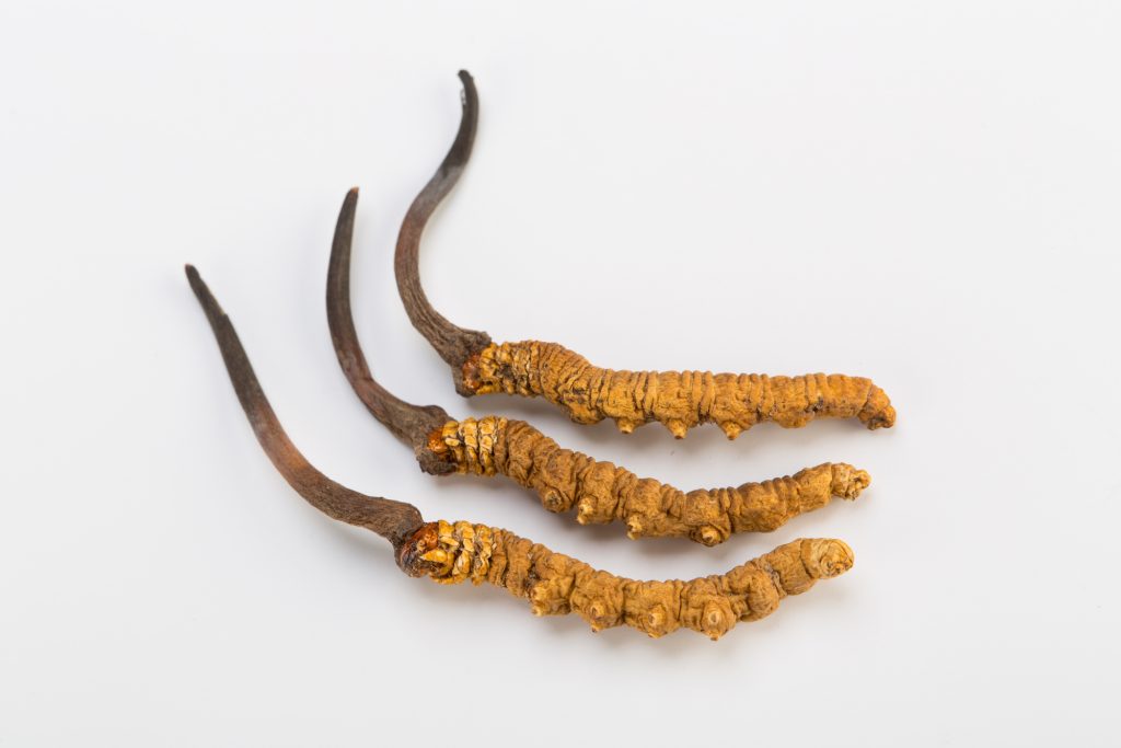 Benefits of Cordyceps Mushrooms